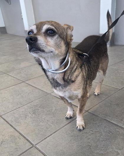 JAGGER - Chihuahua available for adoption