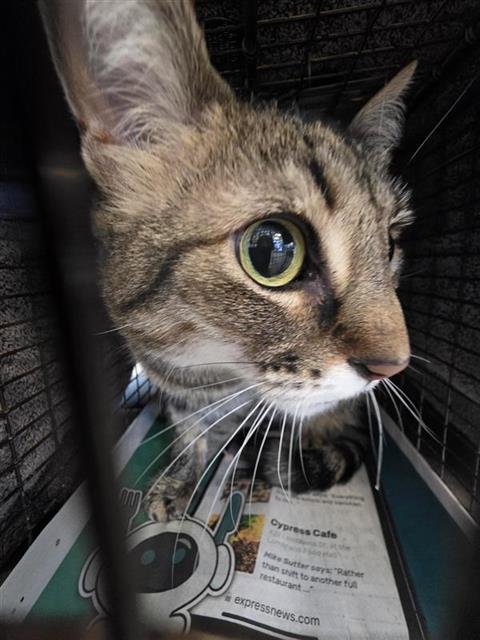 ZELDA - Domestic Short Hair available for adoption