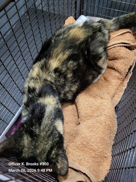 ROSALIA - Domestic Short Hair available for adoption