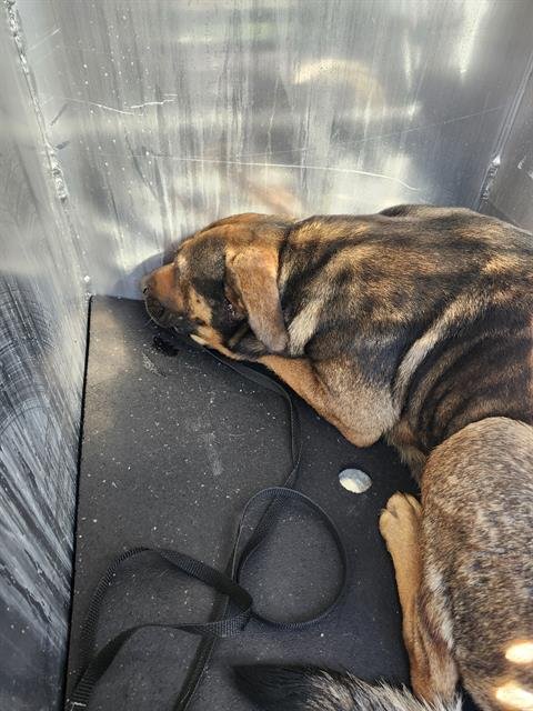 TIGRA - American Staffordshire Terrier available for adoption