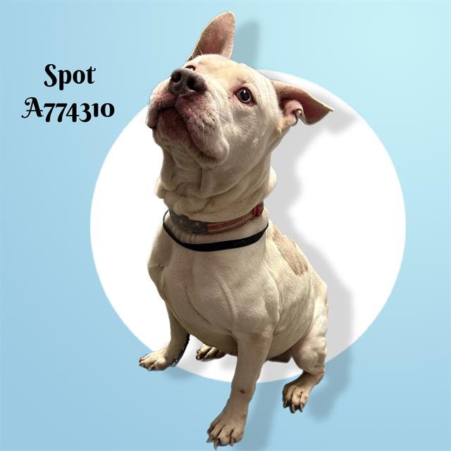 SPOT - American Staffordshire Terrier available for adoption