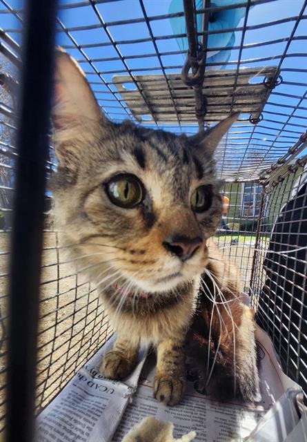 1-8 - Domestic Short Hair available for adoption