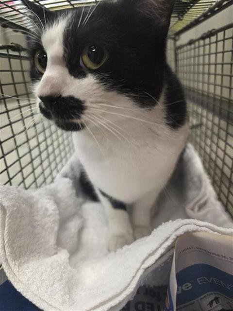 ZEPHYRA - Domestic Short Hair available for adoption