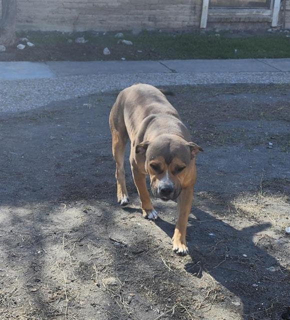 A789250 - American Staffordshire Terrier available for adoption