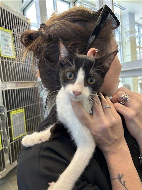 RUNT - Domestic Short Hair available for adoption