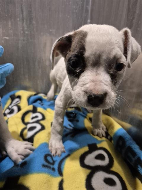 ZARYA - Boxer available for adoption