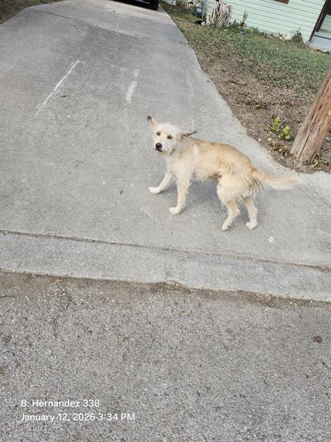 SCRUFFY - Terrier available for adoption