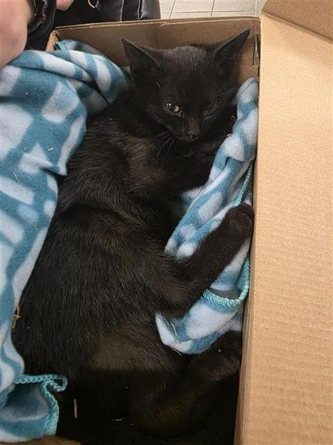 KHOL - Domestic Short Hair available for adoption