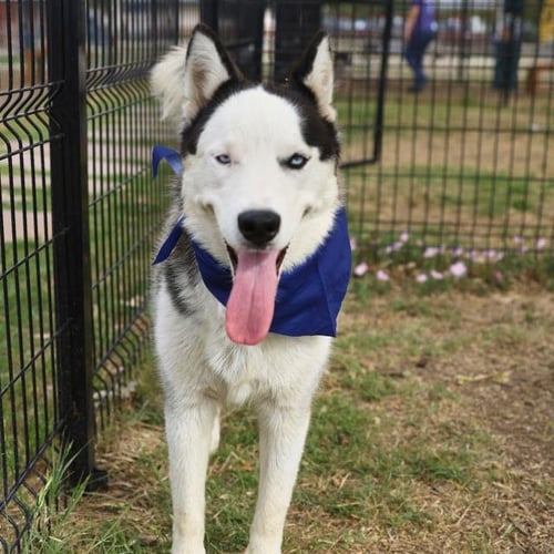 JHON - Husky available for adoption
