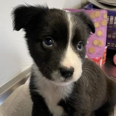 PUP 5 - American Staffordshire Terrier available for adoption