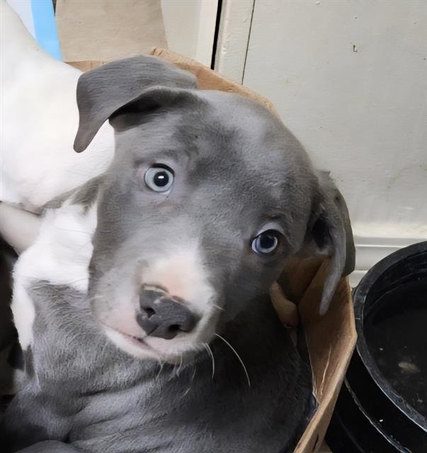 ROMEO - Pointer available for adoption