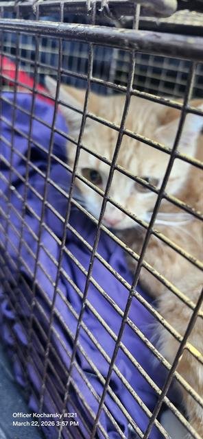 ANDY - Domestic Short Hair available for adoption