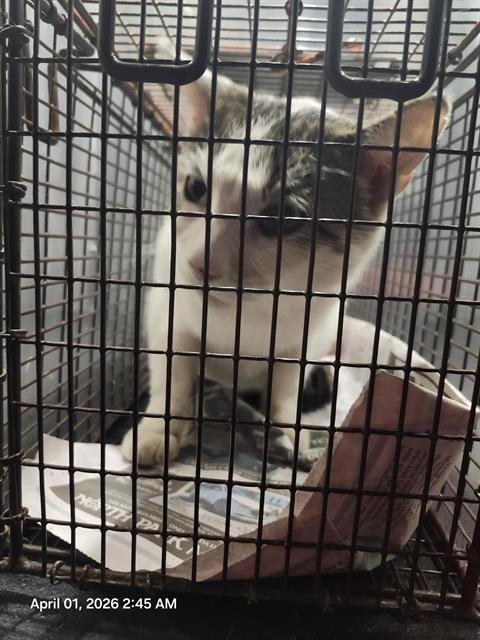 JELLY - Domestic Short Hair available for adoption