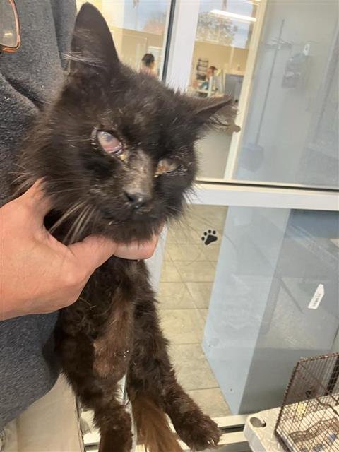 FRED 2 - Domestic Long Hair available for adoption