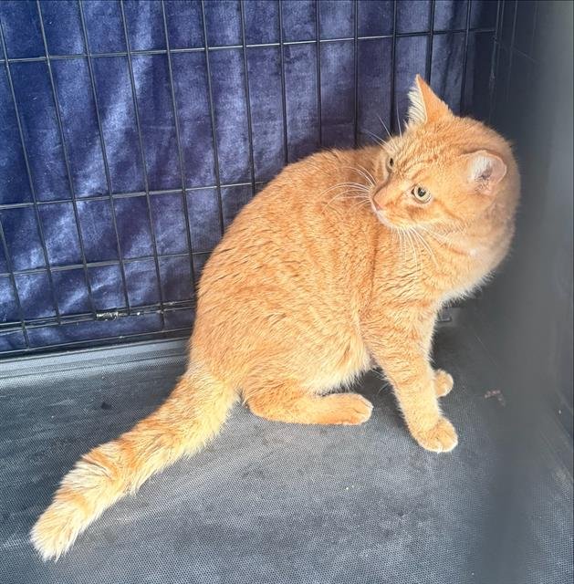 BRUCE - Domestic Short Hair available for adoption