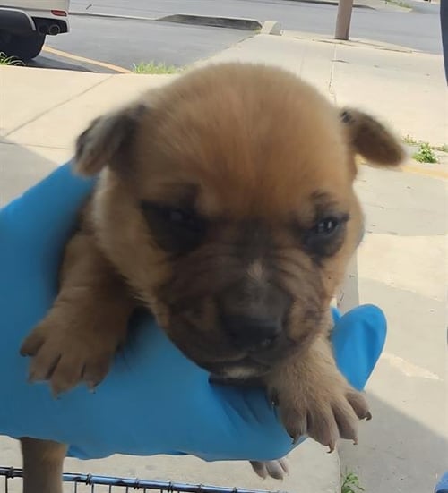 LOVE - Terrier available for adoption