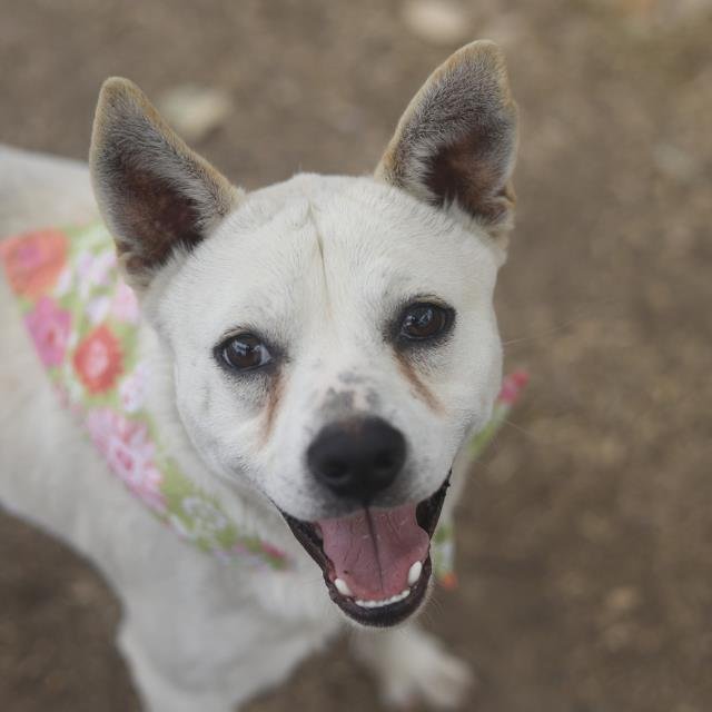 CHARLIE - Terrier available for adoption