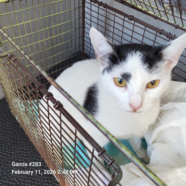 GABRIELA - Domestic Short Hair available for adoption