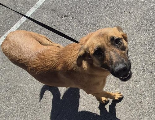 SODA - Belgian Shepherd Malinois available for adoption