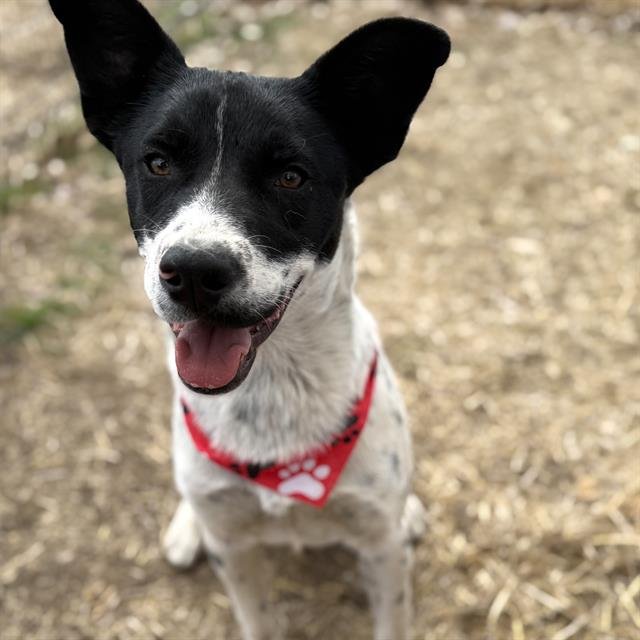 LAZY BOY - Border Collie available for adoption