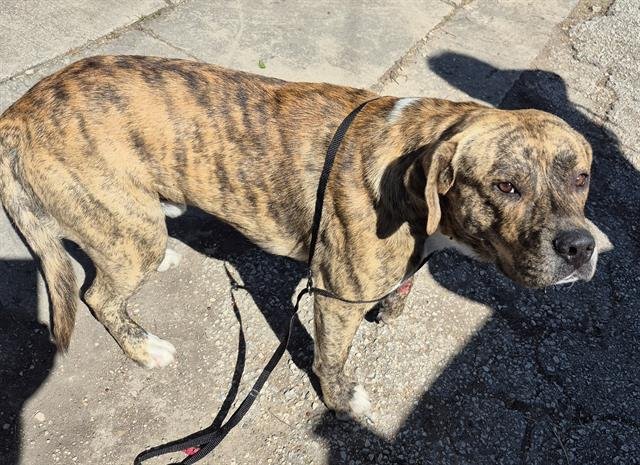 TIGGER - Terrier available for adoption