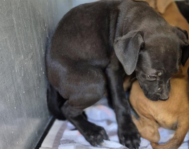 ARYA - Labrador Retriever available for adoption