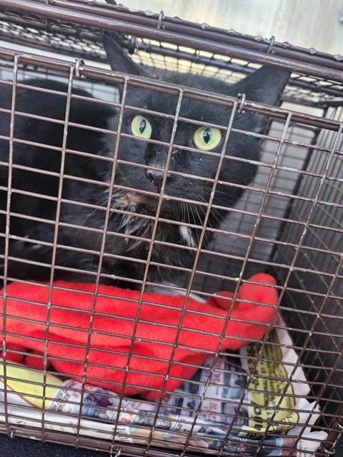 JORDAN - Domestic Short Hair available for adoption