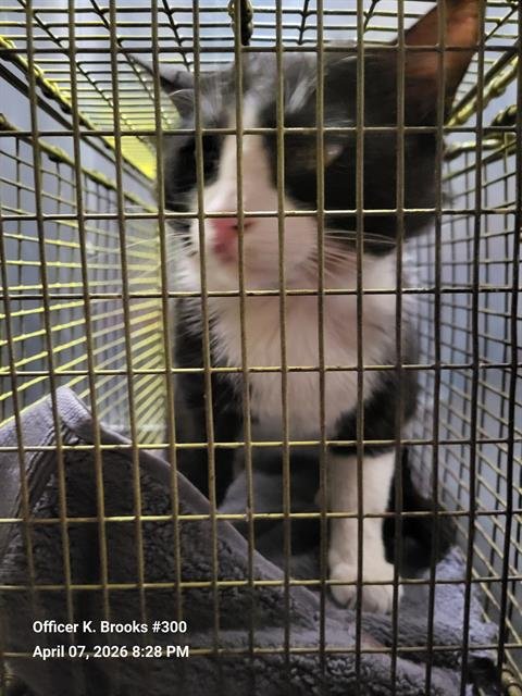 FIGERO - Domestic Short Hair available for adoption