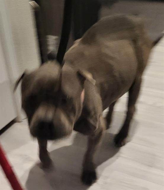 ATHENA - Boxer available for adoption