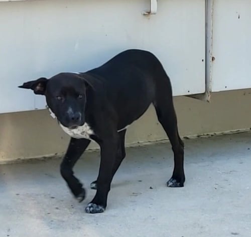 MATILDA - Labrador Retriever available for adoption