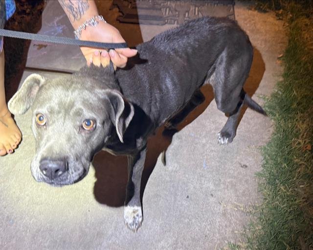 BELL - American Staffordshire Terrier available for adoption