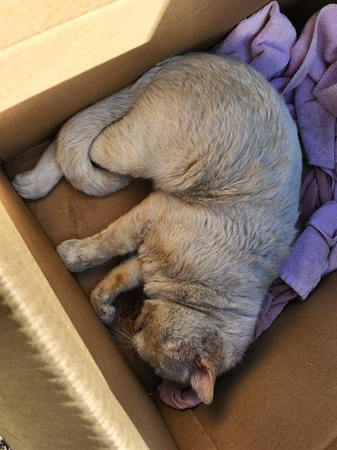 BLANC - Domestic Short Hair available for adoption