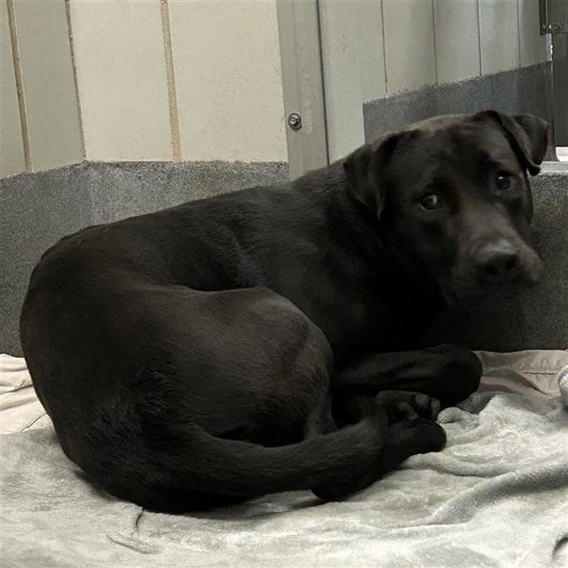 VITO - Labrador Retriever available for adoption