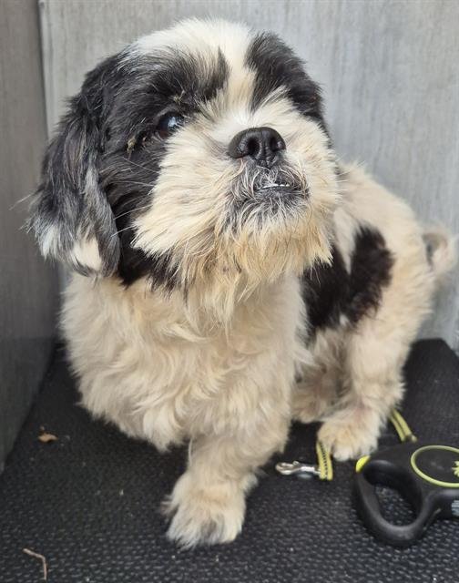 BANDIT - Shih Tzu available for adoption