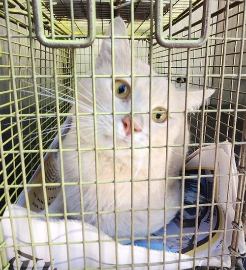 BLONDIE - Domestic Short Hair available for adoption