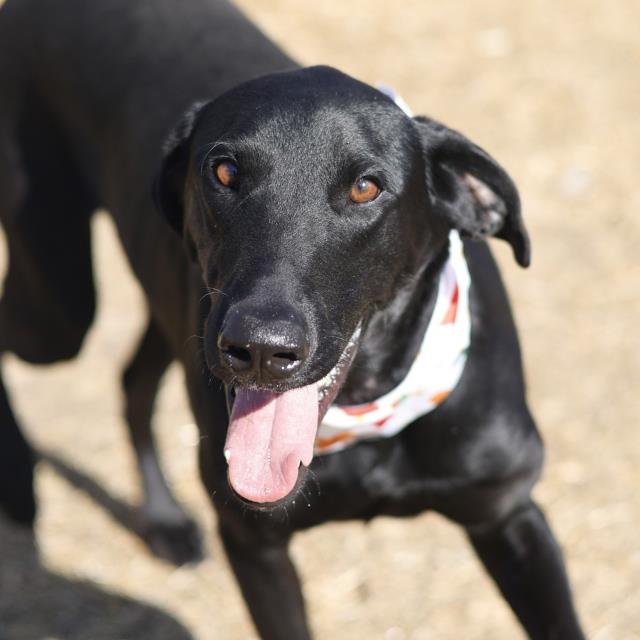 SAM - Labrador Retriever available for adoption