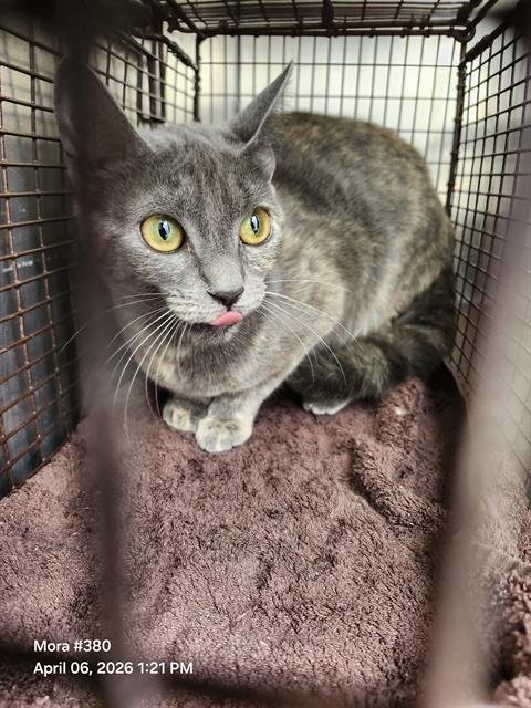 SWEETY - Domestic Short Hair available for adoption