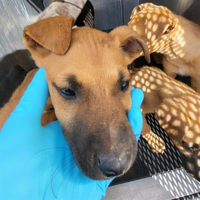 BELL - Terrier available for adoption