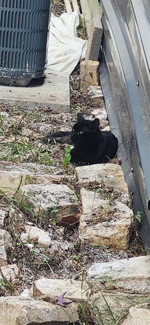 TOOTHLESS Image