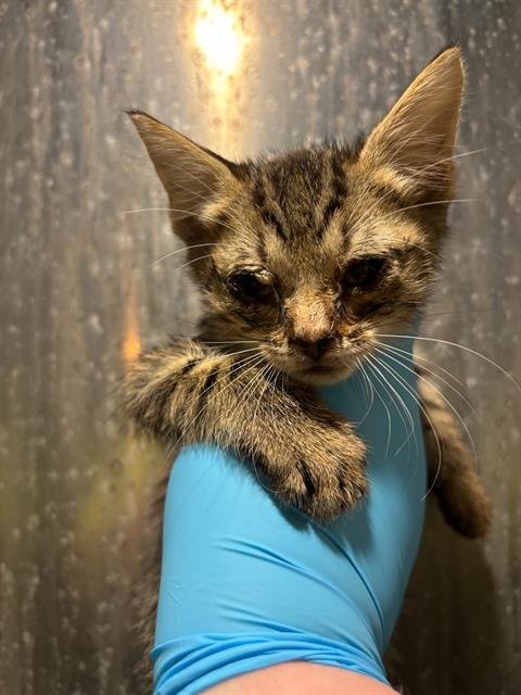 ZUKO - Domestic Short Hair available for adoption