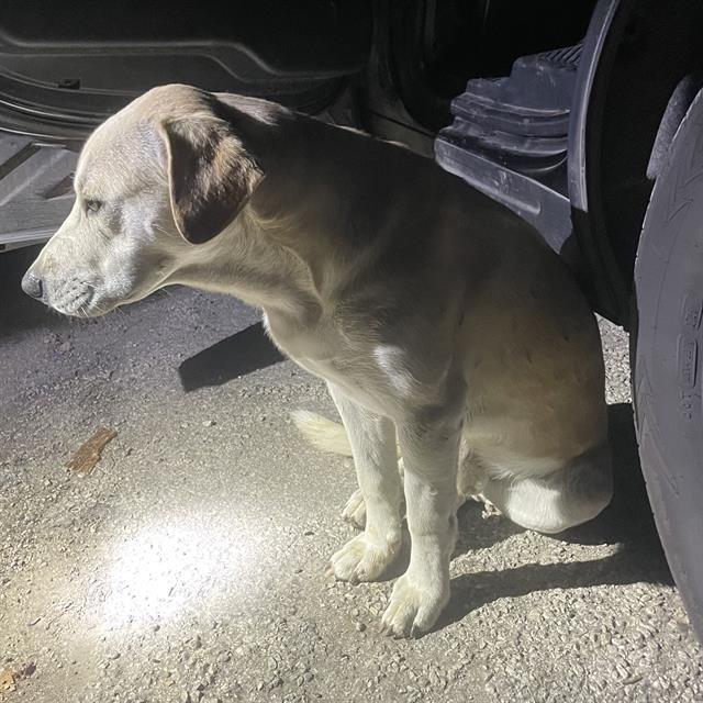 ABEL - Labrador Retriever available for adoption