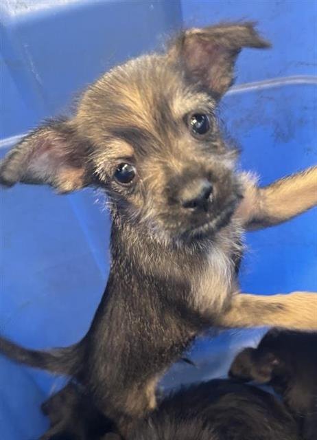 PRINCE ADAM - Scottish Terrier Scottie available for adoption