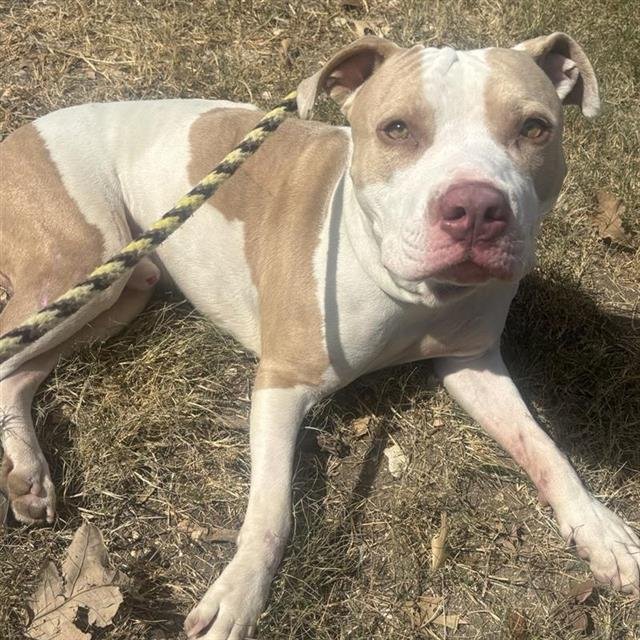 BOXER - American Staffordshire Terrier available for adoption