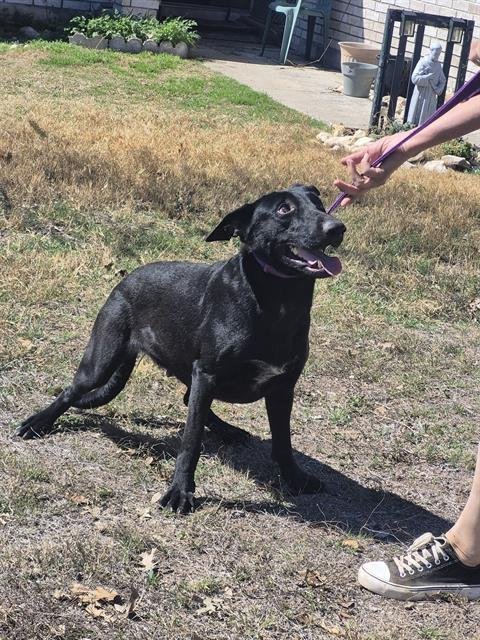BLACKIE - German Shepherd Dog available for adoption