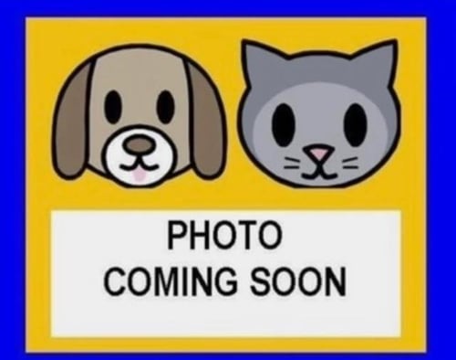 SMOKEY - Domestic Short Hair available for adoption