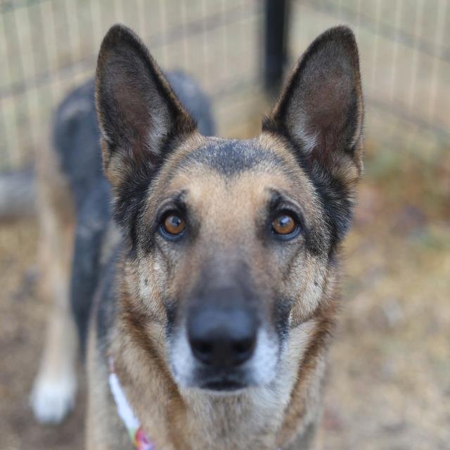 ROSALIND - German Shepherd Dog available for adoption