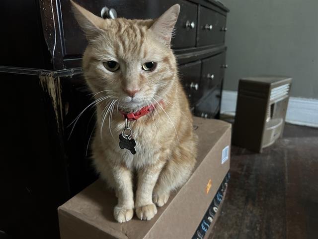 JONESY - Domestic Short Hair available for adoption