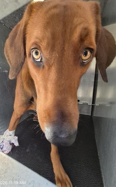 KODA - Hound available for adoption