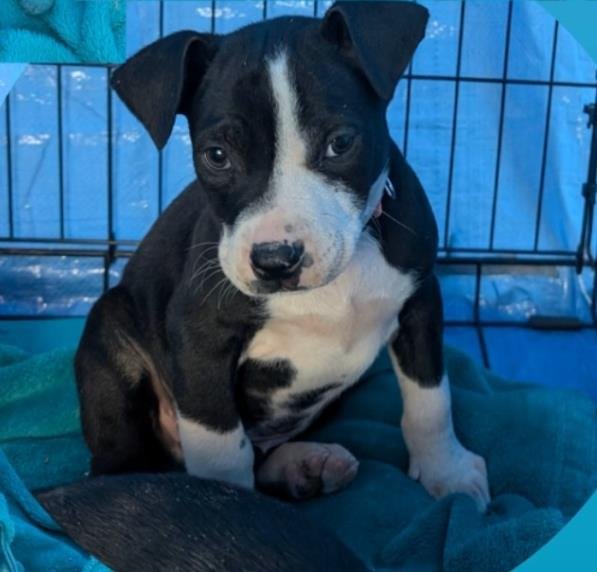 SPOT - Labrador Retriever / American Staffordshire Terrier available for adoption