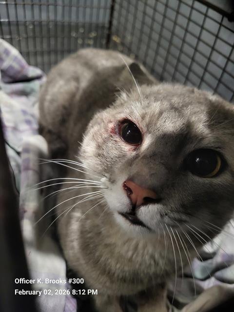 ZERO - Domestic Short Hair available for adoption